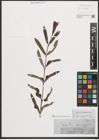 Foto von Salix purpurea L.